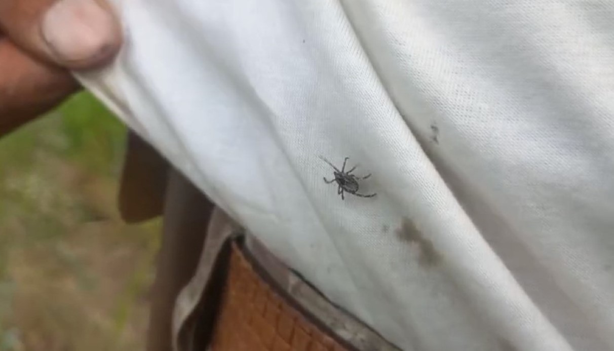 Yozgat’ta Kenelerle Mücadele Devam Ediyor