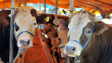 Şap hastalığı alarmı: Hayvan pazarları neden kapatıldı? Yasaklar ne kadar sürecek?