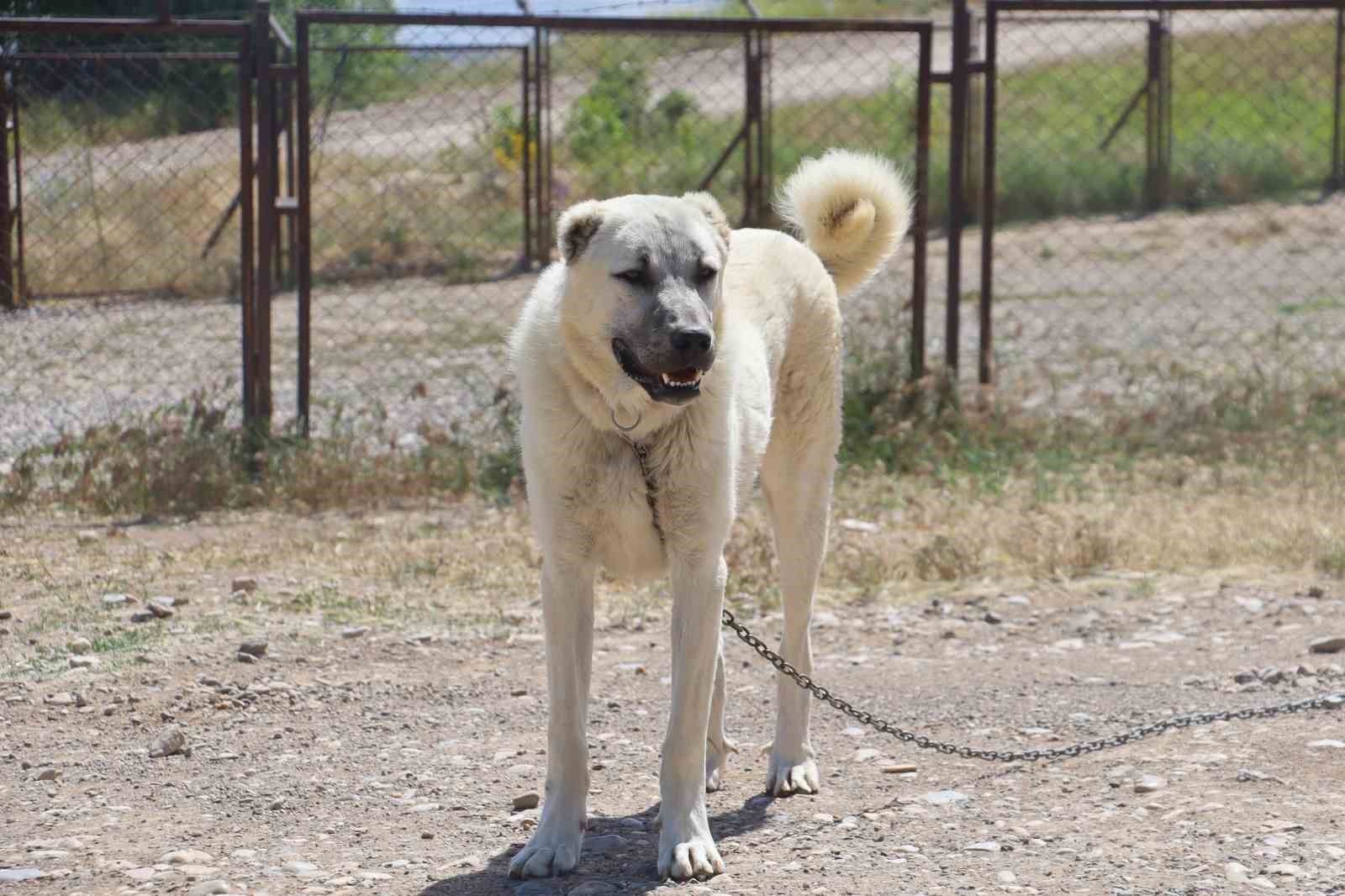 Anadolu’nun Aslanları: Kangal Köpeklerinin Merhametli Yüzü