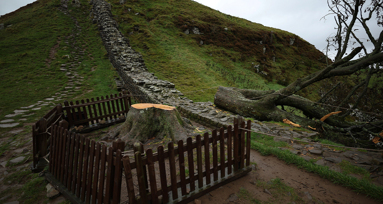 İngiltere’de Tarihi Sycamore Gap Ağacını Kesme Suçundan İki Kişiye Hapis Cezası