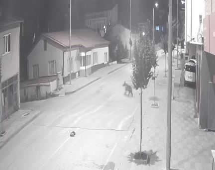 Sivas’ın Zara İlçesi Yeni Misafirlerini Ağırlıyor: Ayılar Mahalleye İndi