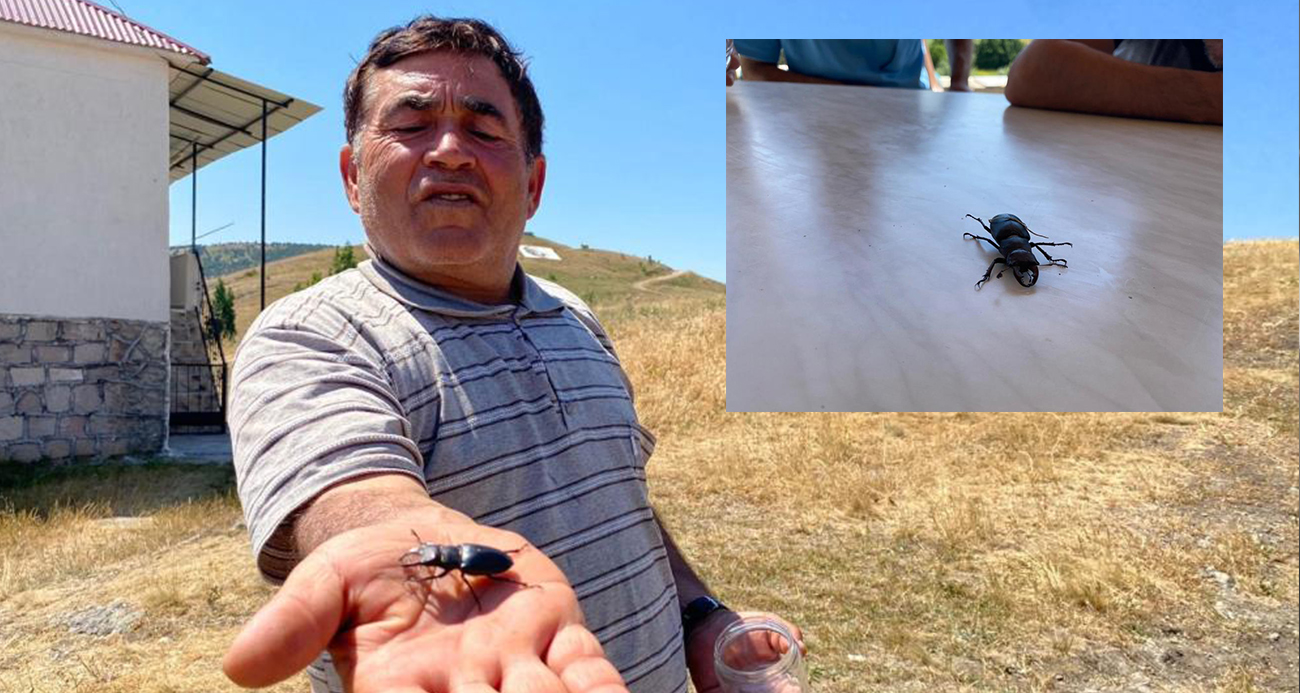 Sivas’ta Nadir Görülen Geyik Böceği Görüntülendi: Cezası 557 Bin TL