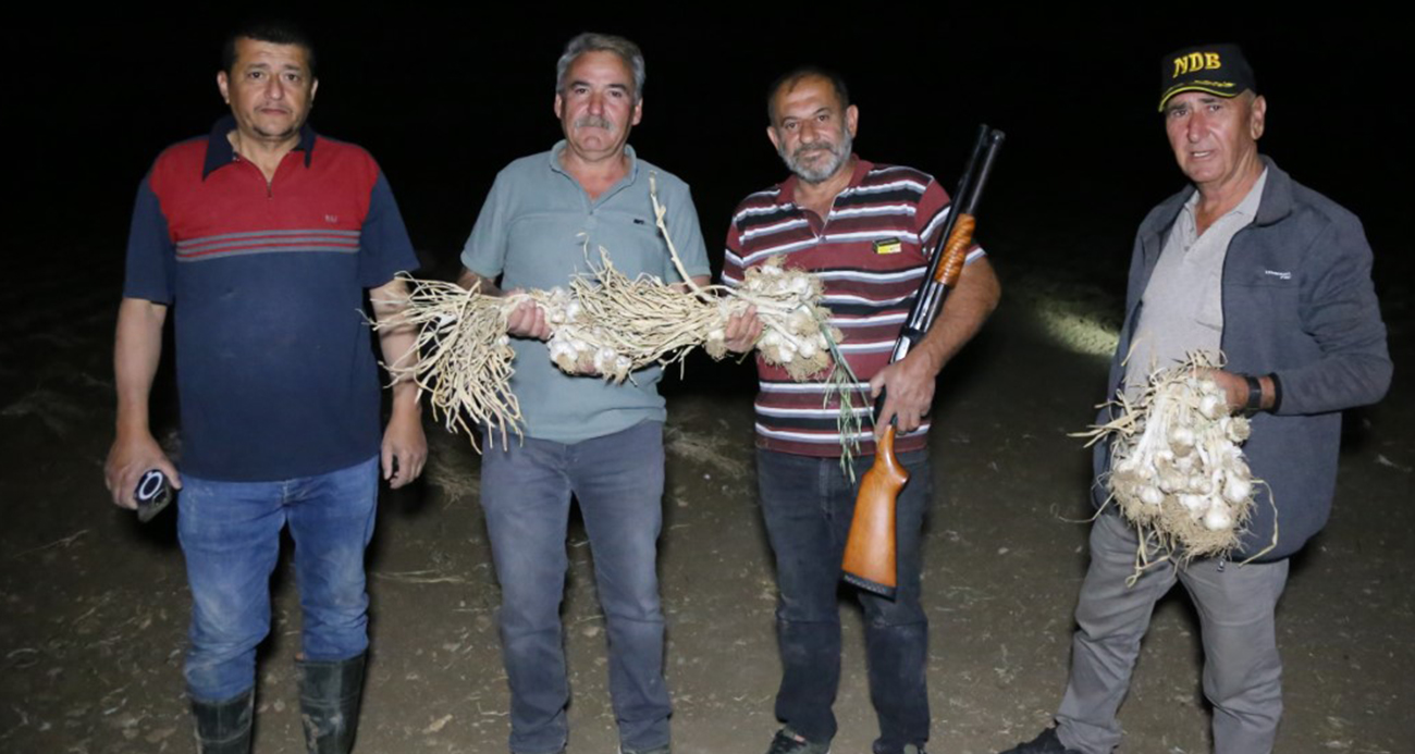 Taşköprü’de Çiftçiler Sarımsak Nöbetinde
