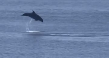 Yalova Esenköy’de Yunusların Görsel Şöleni