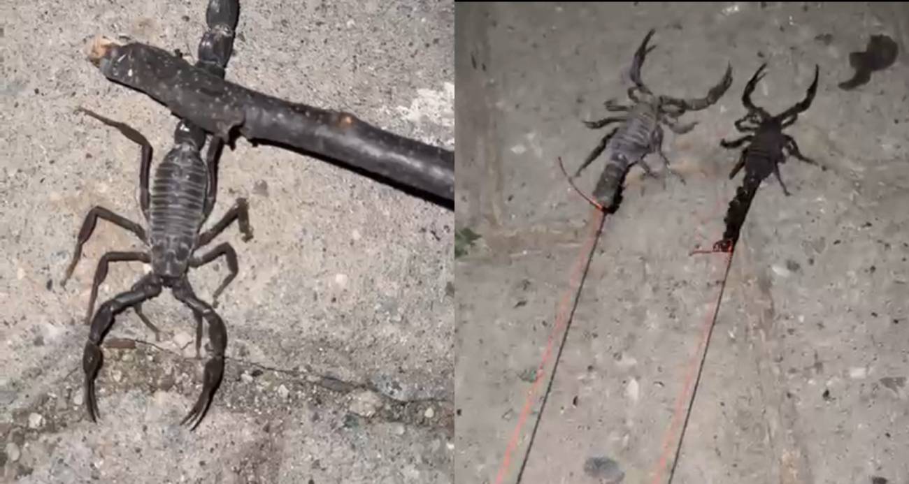 Batman Kozluk’taki Köy Akreplerin İstilasına Uğradı