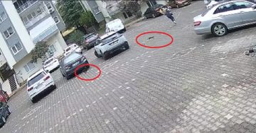 Bursa’da Yavru Kedilerin Eğlenceli Kovalamacası