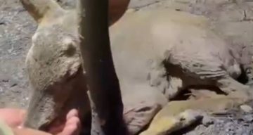 Çanakkale’de Orman Yangınında Yaralanan Yavru Ceylan Kurtarıldı