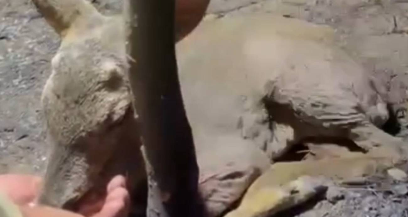 Çanakkale’de Orman Yangınında Yaralanan Yavru Ceylan Kurtarıldı