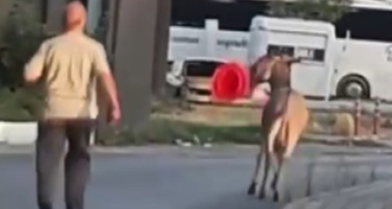 Edirne Otogarı’nda Başıboş Eşek Dubayla Kaçtı