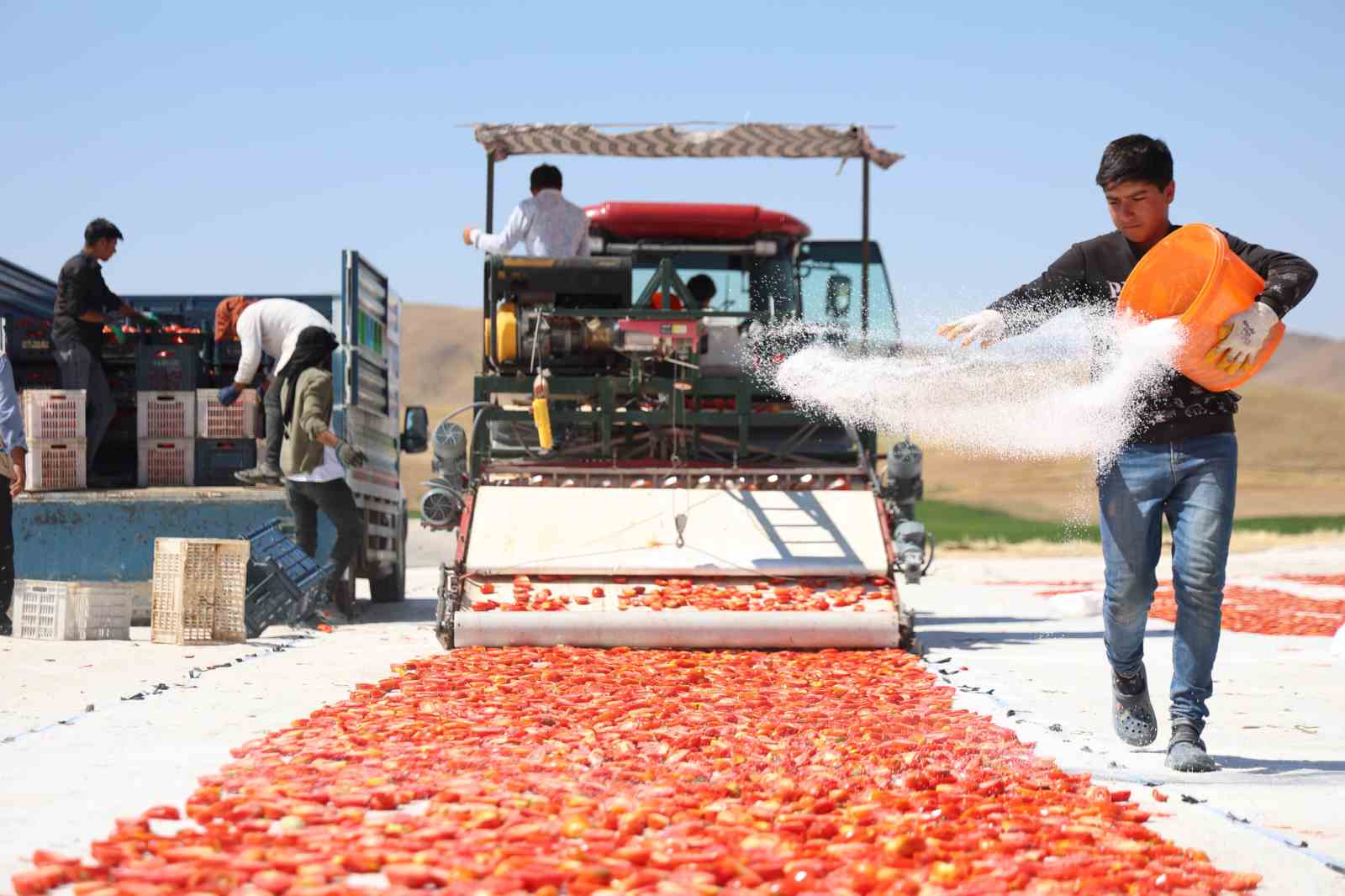 Elazığ’da Domates Hasadı: 15 Bin 300 Ton Rekolte Hedefi