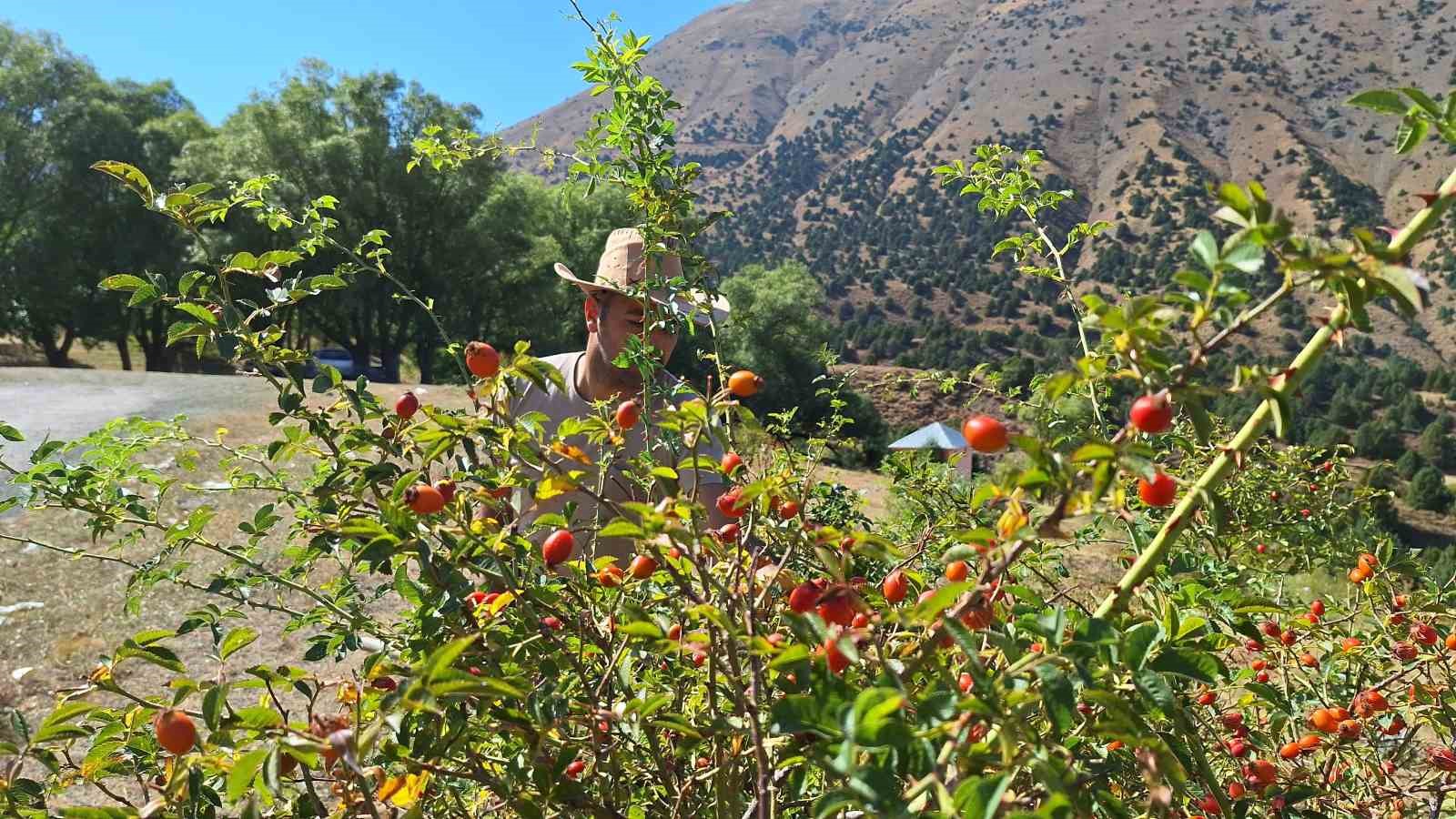 Erzincan’da Kuşburnu Hasadı Başladı: Doğal Lezzetlerin Zorlu Yolculuğu