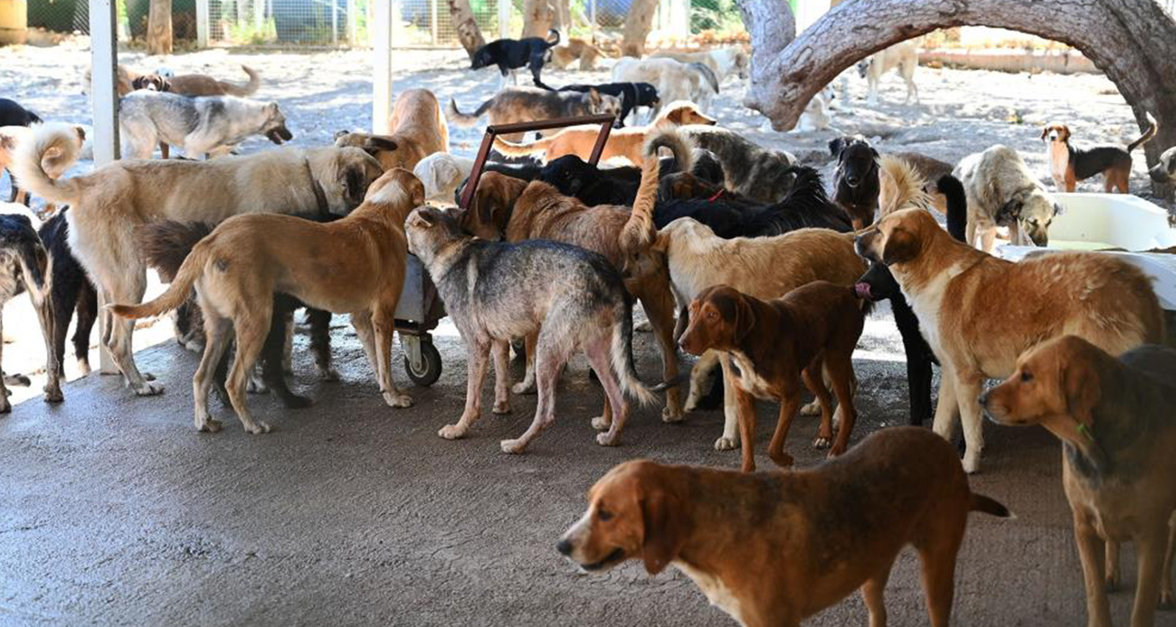 İstanbul’da Sahipsiz Sokak Hayvanları Toplanacak