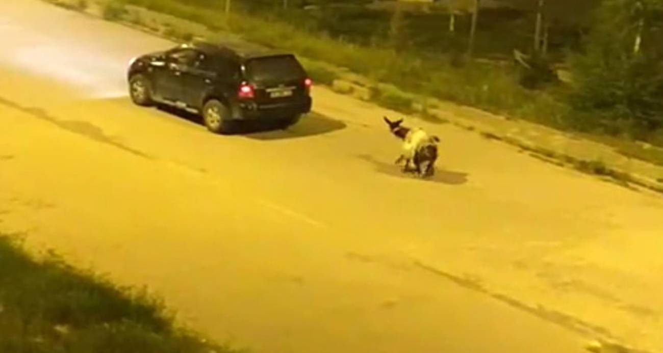 Kars’ta Eşeğe Yapılan Vahşete Toplumdan Büyük Tepki