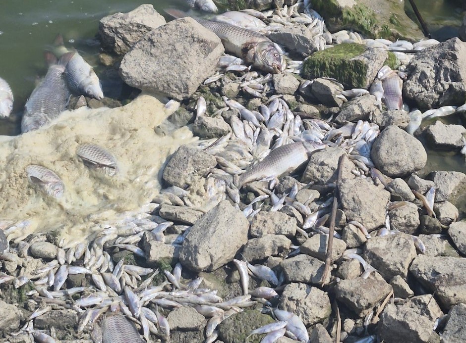 Manyas Gölü’nde toplu balık ölümleri: Kuş Cenneti tehlikede