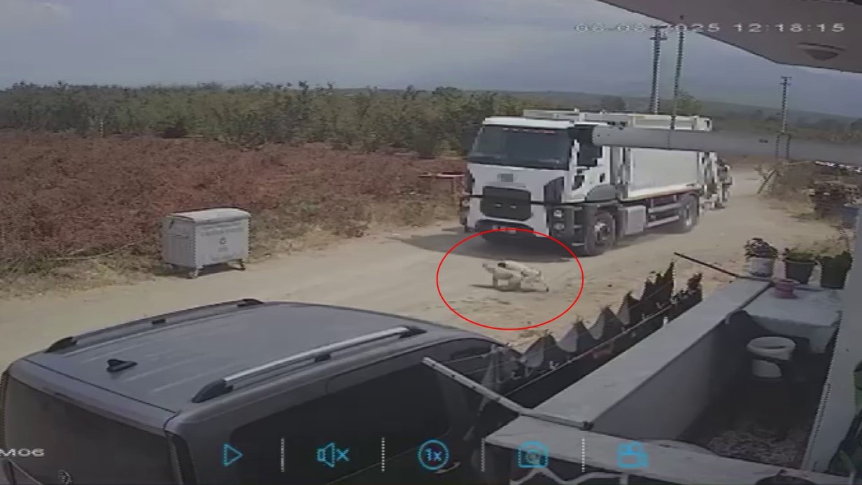 Sakarya’da Trajik Kaza: Oyun Oynayan Köpekler Çöp Kamyonu Altında Can Verdi
