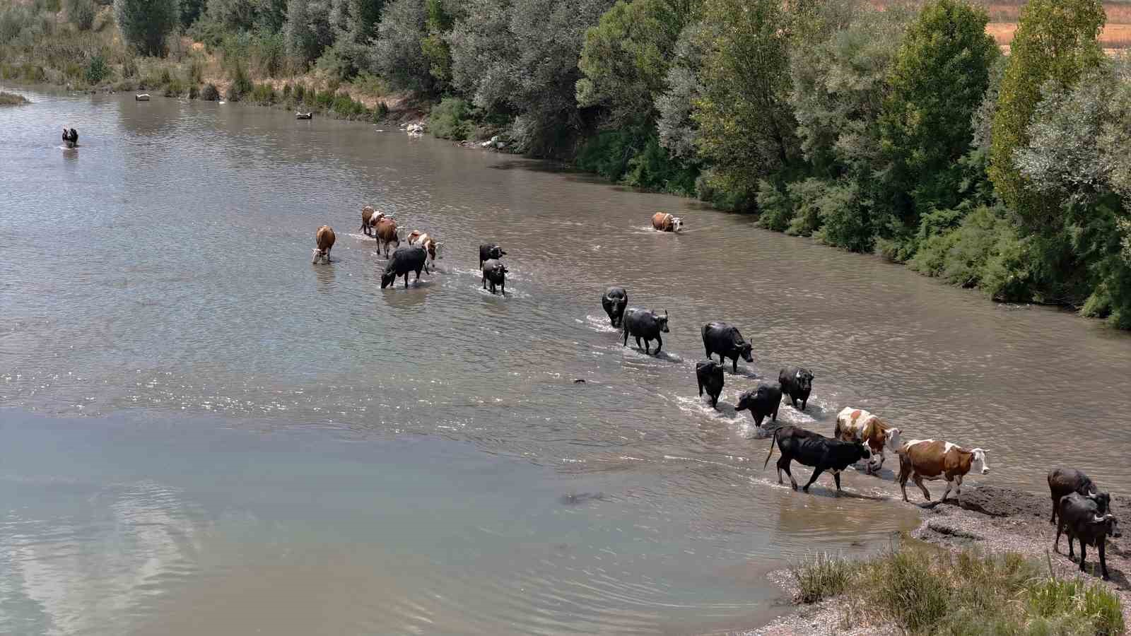Sivas’ta 40 Derecede Doğal Serinlik: Mandalar Kızılırmak’ta