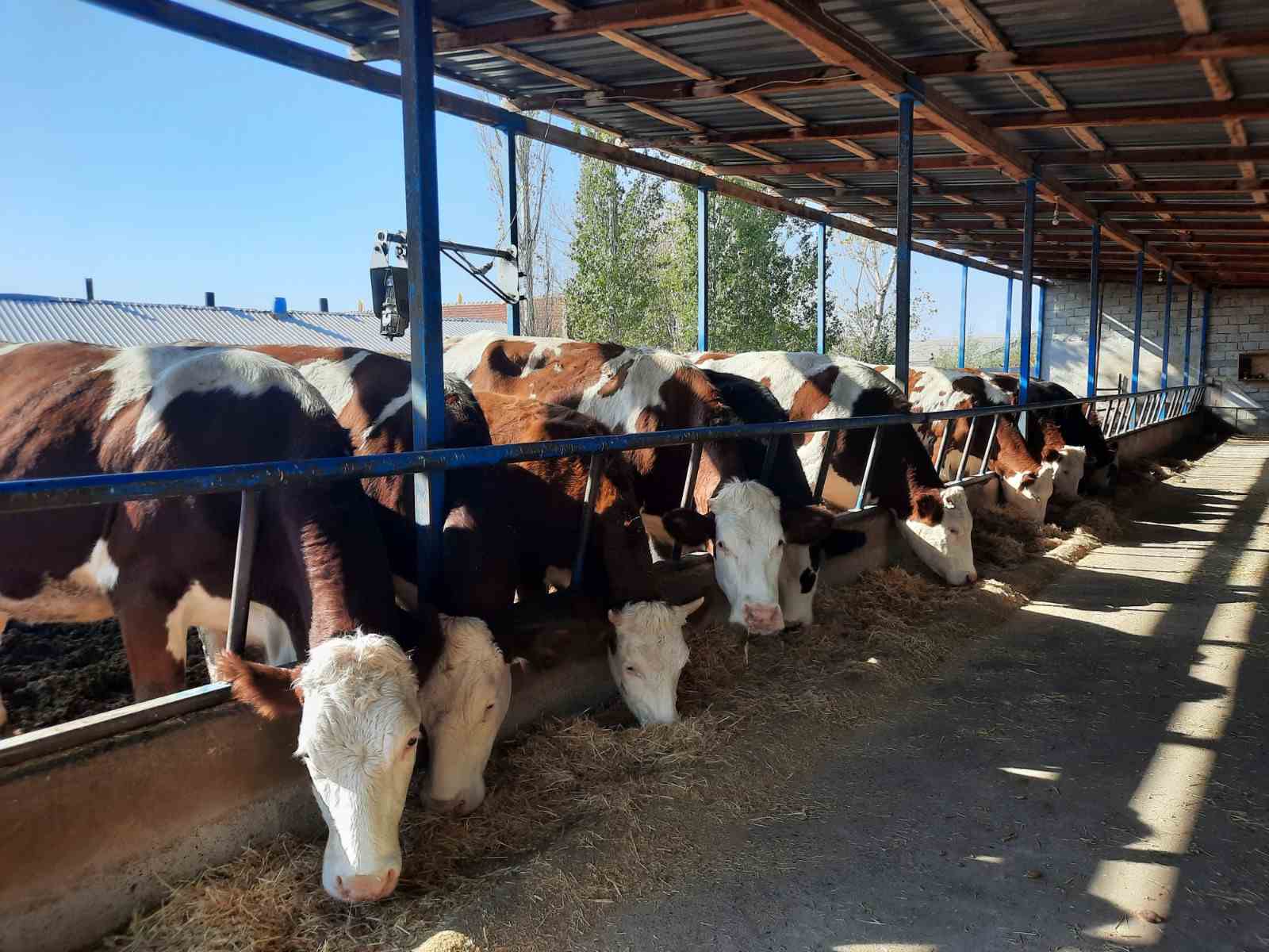 Sivas’ta Kadın Çiftçilere Yönelik Hibe Destekleri Olumlu Sonuçlar Veriyor