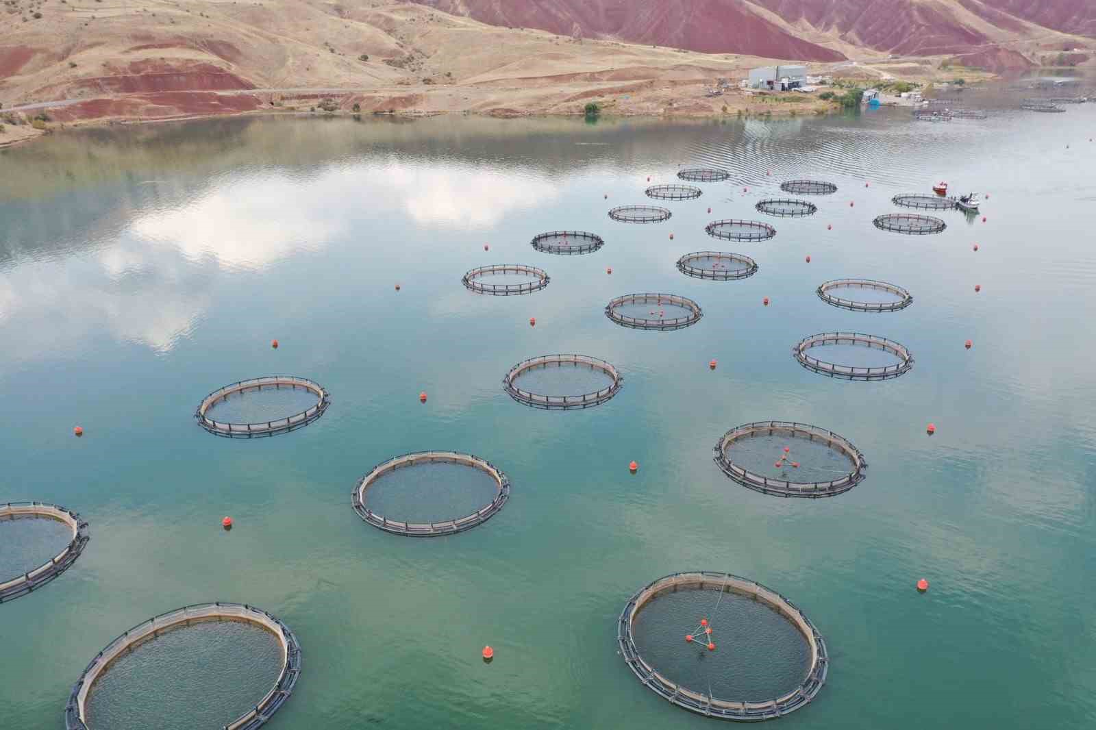 Sivas’tan Dünyaya Açılan Lezzet: Yılda 5 Bin Ton Türk Somonu Üretimi