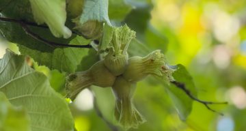 TMO, 2025/2026 Dönemi İçin Kabuklu Fındık Alım Fiyatlarını Açıkladı