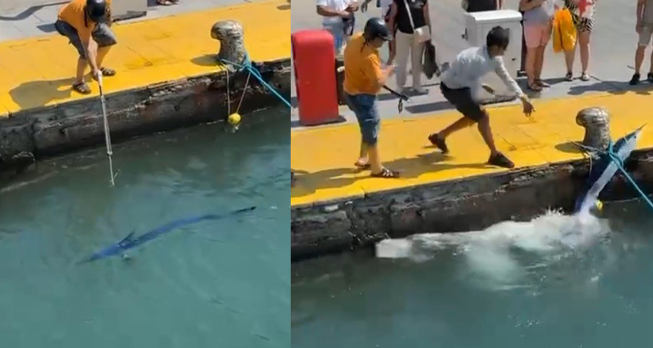 Bodrum’da Tehlikede Olan Mavi Yelken Balığı Zıpkınla Avlandı