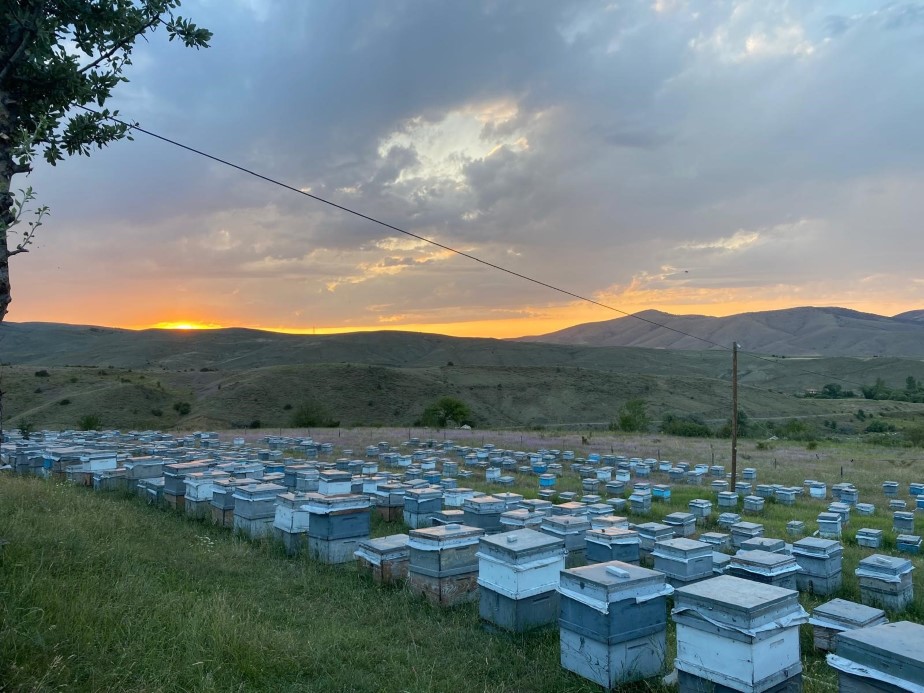 Doğu Karadeniz’de Arıcılık Endüstrisi Zor Günler Geçiriyor