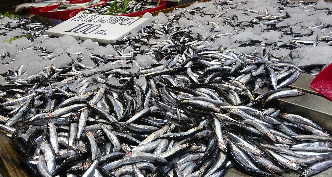 Karadeniz Hamsi Bereketi: Balıkçı Tezgahları Şen