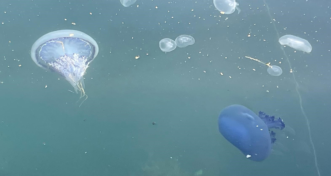 Marmara Denizi’nde Müsilaj Sorunu Yeniden Baş Gösterdi