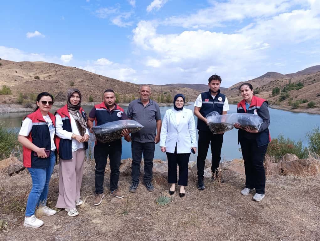 Sivas’ın İmranlı İlçesinde Büyük Balıklandırma Hareketi: 600 Bin Yavru Sazan Sularla Buluştu