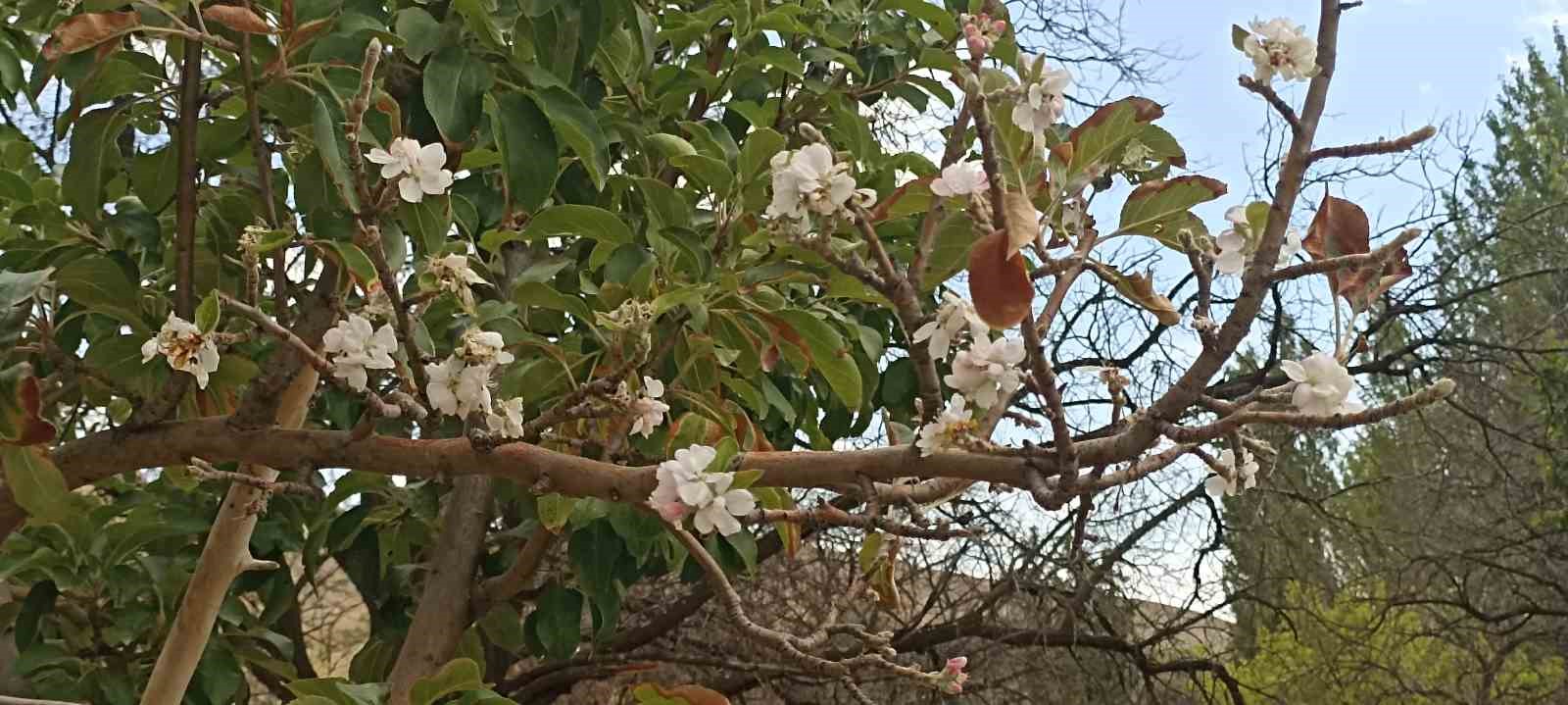 Sivas’ta Mevsim Normallerinin Dışında Çiçek Açan Elma Ağacı