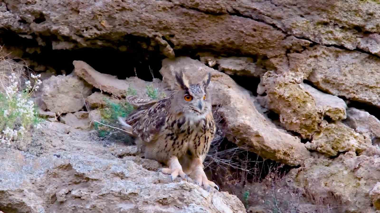 Sivas’ta Nadir Görülen Dev Baykuş ‘Puhu’ Görüntülendi