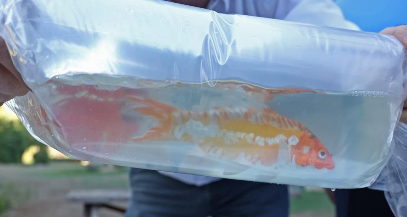 Antalya Terminalinde Usulsüz Hayvan ve Balık Taşımacılığına Büyük Operasyon