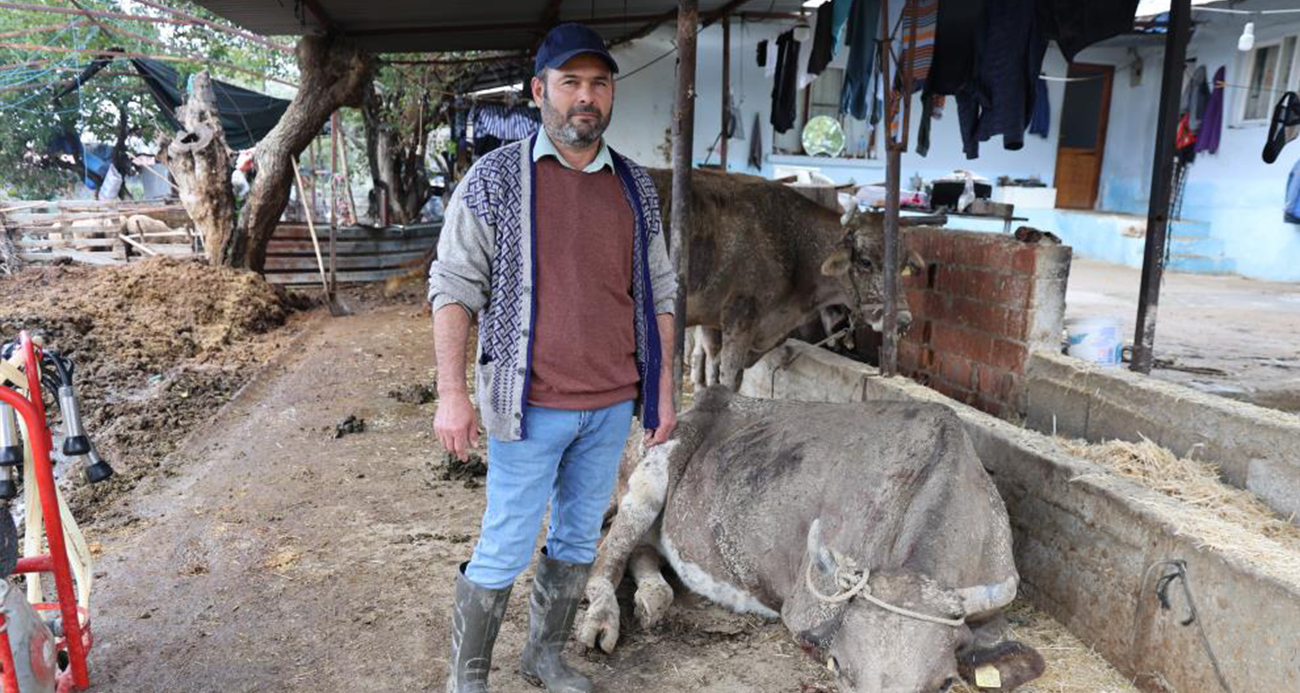 Aydın İmamköy’de Sel Felaketi: Hayvanlar Sulara Gömüldü