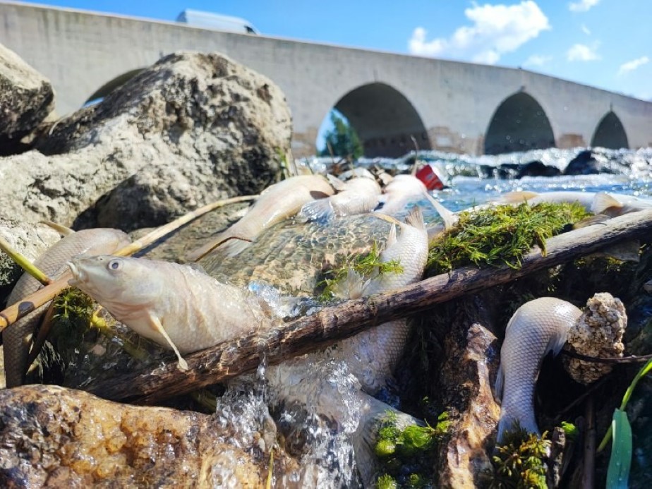Ceyhan Nehri’nde Artan Kirlilik Balık Ölümlerine Neden Oluyor