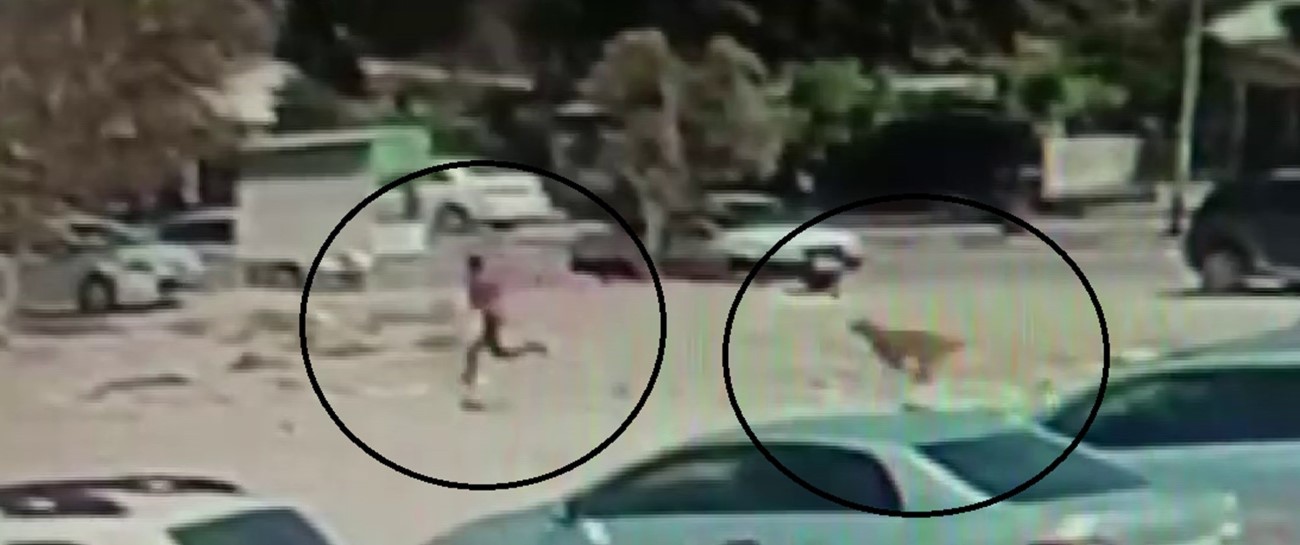 Hatay Hassa’da Sokak Köpeklerinin Vatandaşlara Korku Dolu Anları