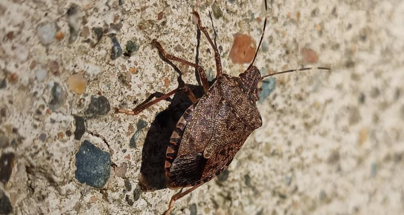 Kahverengi Kokarca Popülasyonunda Bahar Alarmı
