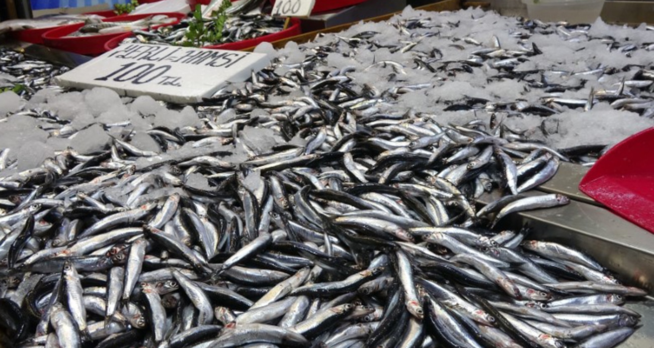 Karadeniz’de Hamsi Stoklarında Alarm: Avcılık Miktarlarındaki Düşüş Endişe Yaratıyor