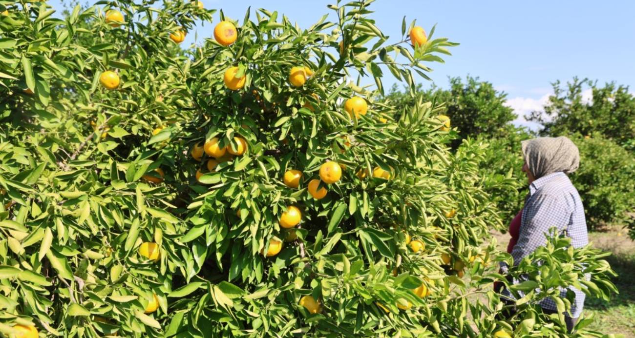 Mandalina Fiyatlarındaki Düşüş Üreticileri Nasıl Etkiledi?
