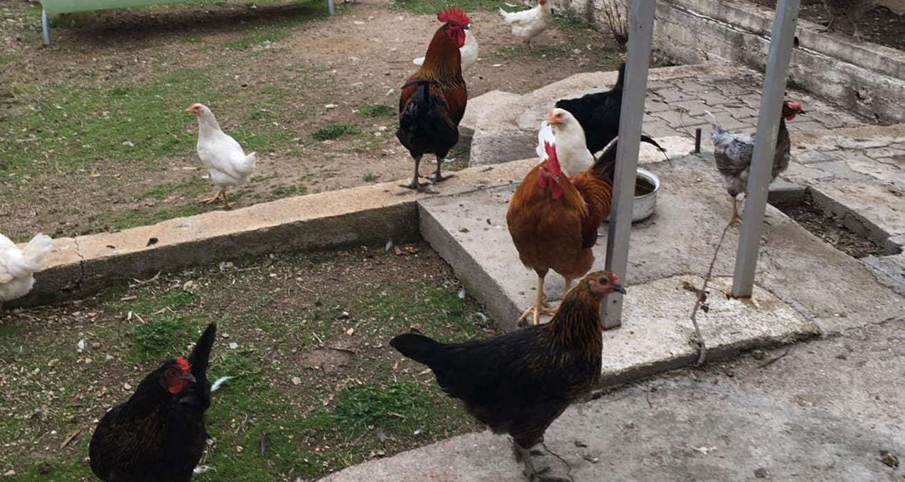 Manisa Soma’da Hayvan Şikayeti Şaşkınlık Yarattı