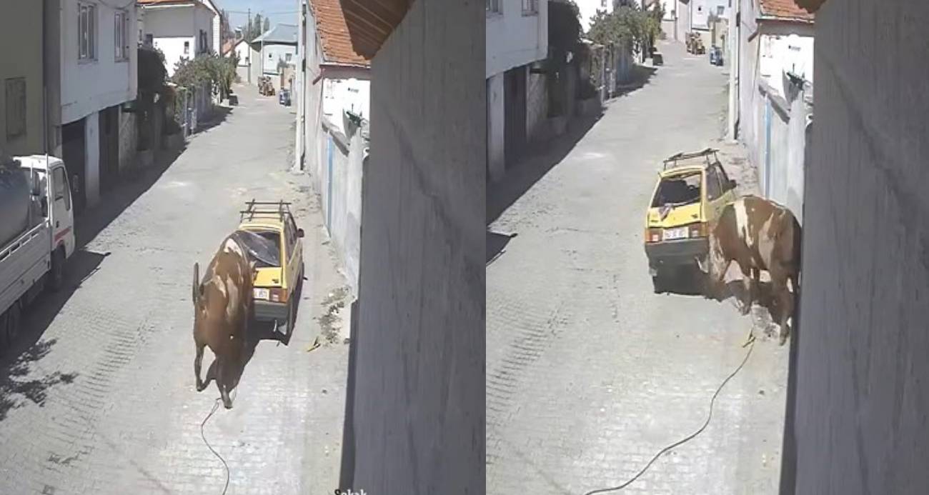 Nevşehir’de Kontrolden Çıkan Boğa, Park Halindeki Otomobile Zarar Verdi