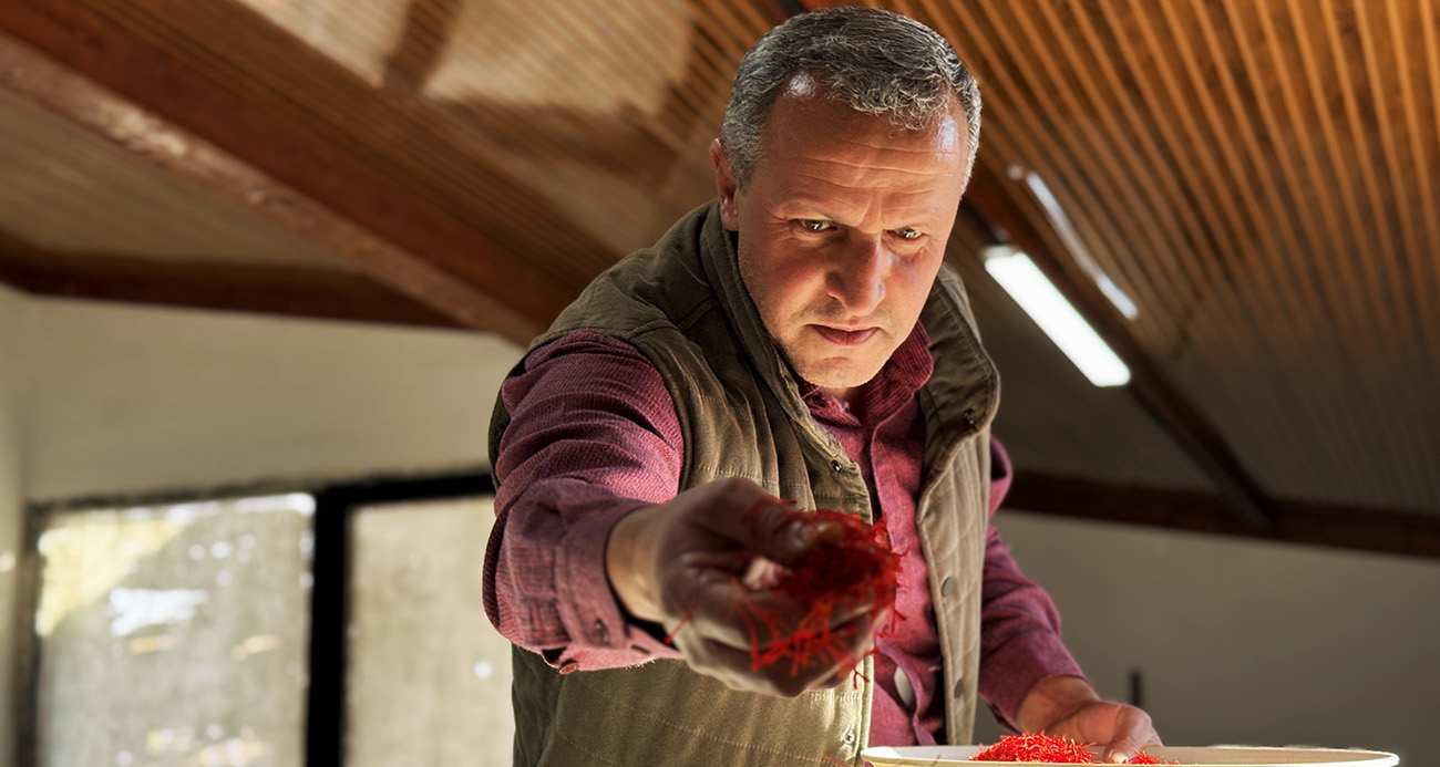 Safranbolu Safranının Hasat Zamanı: Değerli Ürün Piyasaya Sunuluyor