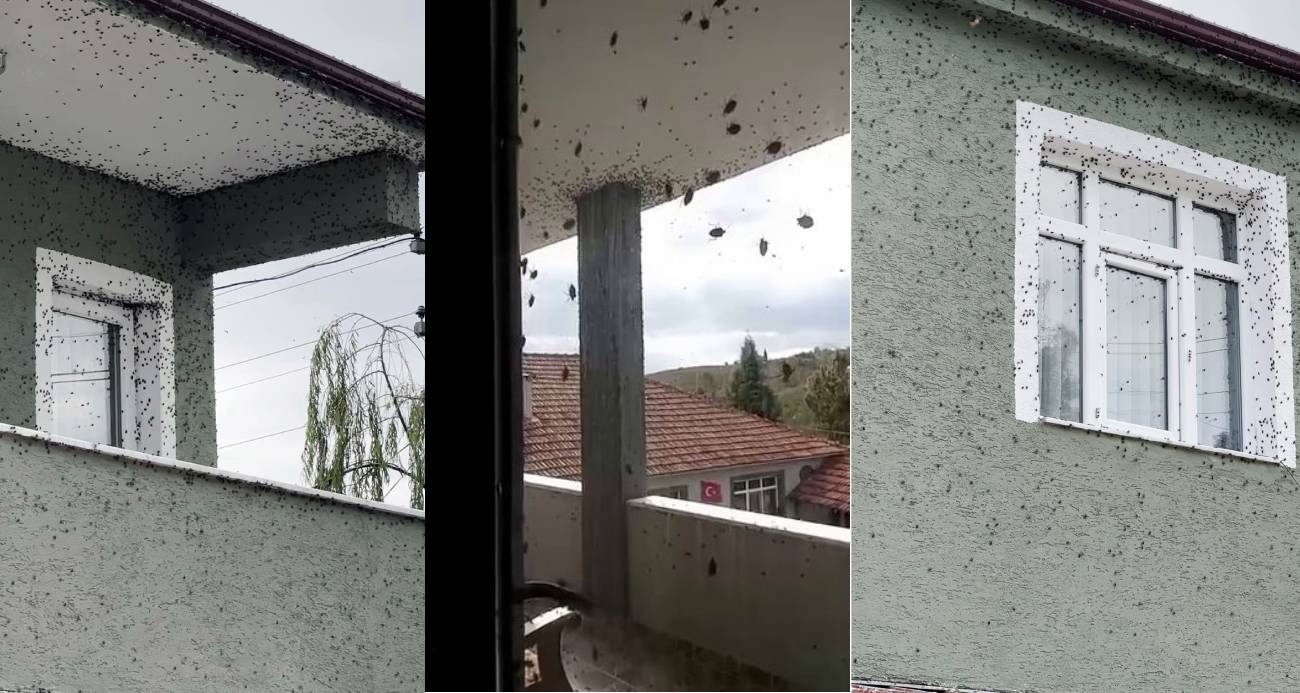 Sakarya’nın İki İlçesi Kahverengi Kokarca İstilasına Uğradı