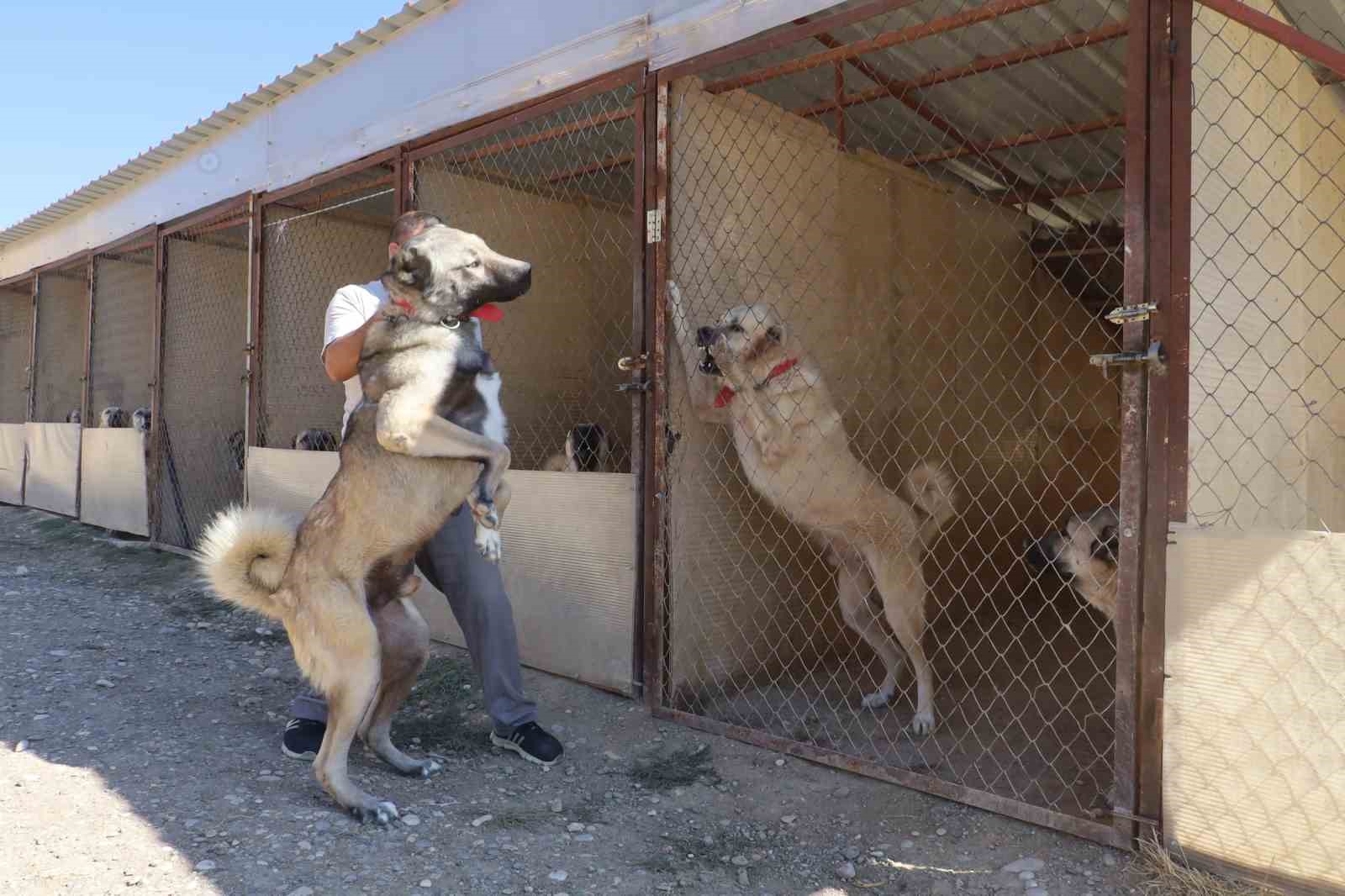 Sivas Kangalı, Sosyal Medya Tartışmalarına Son Noktayı Koydu
