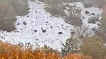 Sivas’ın Çeltek Köyünde Yaban Domuzu Sürüsü Görüntülendi