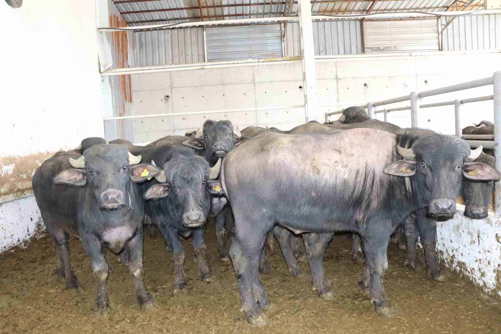 Sivas’ta Anadolu Mandaları Yetiştiricilere Dağıtıldı