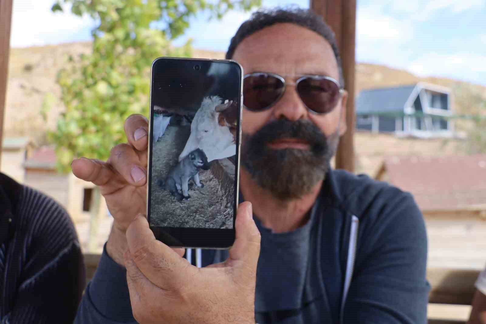 Sivas’ta Bir İnek Tarafından Sahiplenilen Yavru Kangalın İlginç Dostluğu