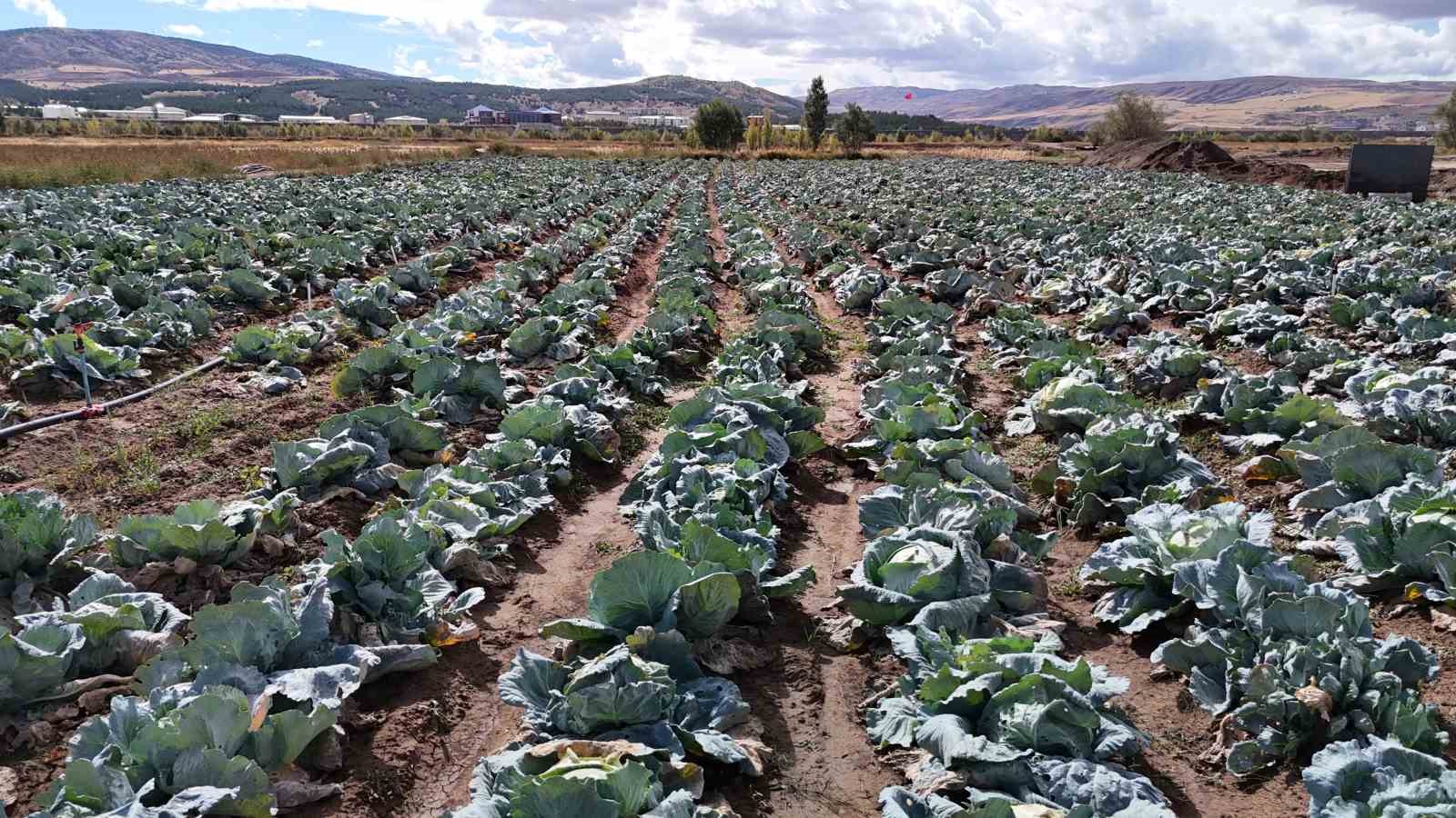 Sivas’ta İklim Değişikliği Lahanaları Olumsuz Etkiledi
