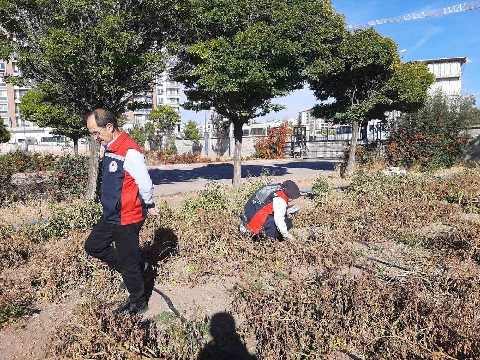 Sivas’ta Kahverengi Kokarca Tehlikesi: Tarım Ürünlerine Zarar Veriyor