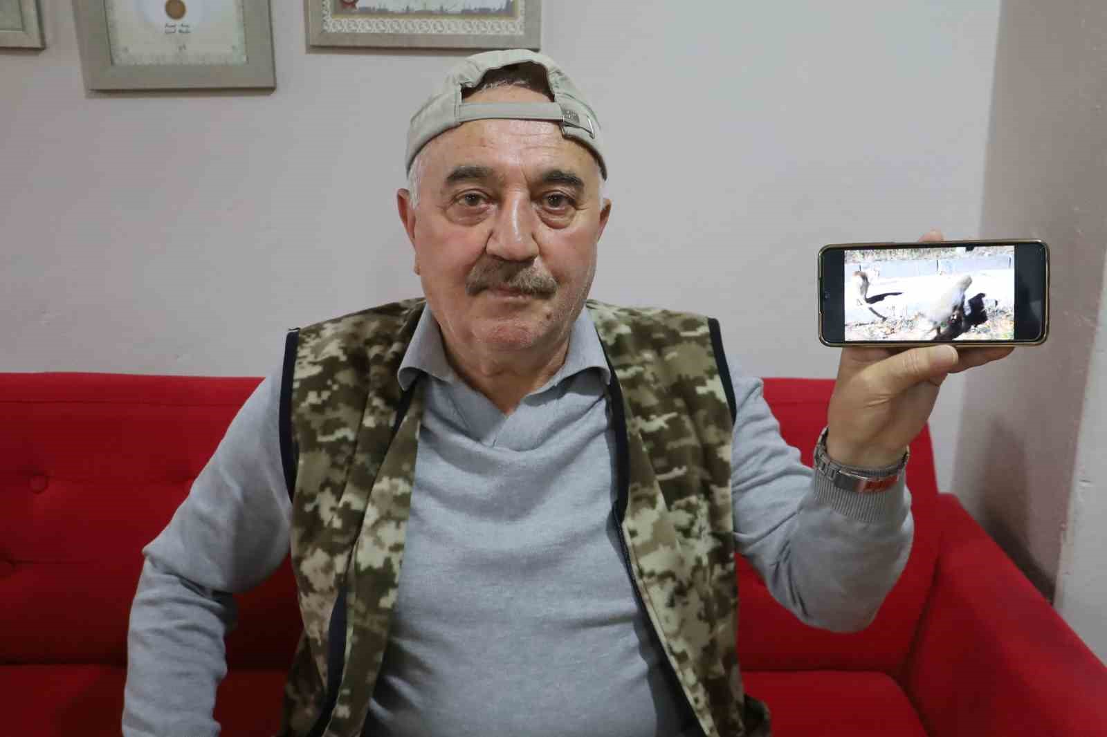 Sivas’ta Kedi ve Tilki Arasındaki Sıra Dışı Dostluk Göz Kamaştırıyor