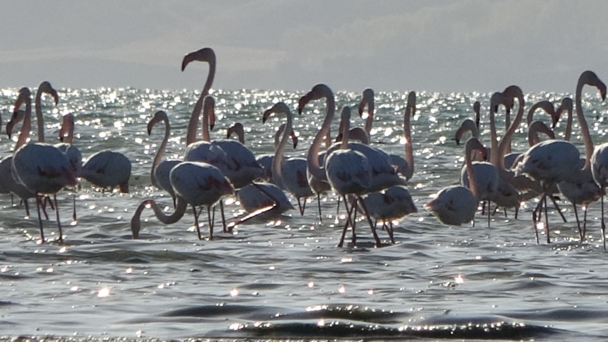 Van Gölü Havzası, Flamingoların Yeni Yuvası Haline Geldi