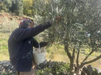 88 Yaşındaki Emine Nine, Zeytin Hasadında Gençlere Taş Çıkarıyor